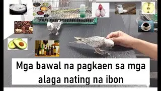 Mga bawal na pagkaen sa mga alaga nating na ibon