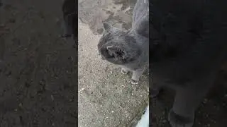 The Prodigal Cat