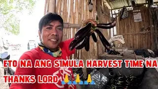 ETO NA ANG SIMULA HARVEST TIME NA THANKS LORD 🙏🙏🙏