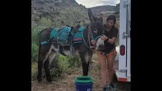 Naturita Pack Burro Race 2023