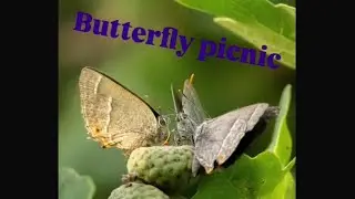 Butterfly summer in the UK