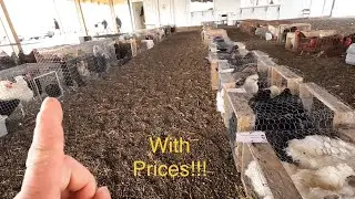 Аукцион животных амишей!!! Столько предложений!!!! (февраль 2022 г., часть 1)