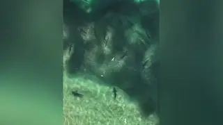 Swarm of sharks spotted near swimmers in Byron Bay