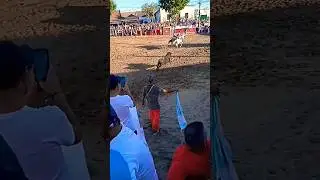 #bullfightmaharashtra  fight shorts #2023shorts  #2023best #portugal #2023