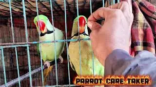 Hill parrot is eating sunflower seed #parrot #birds #breeding