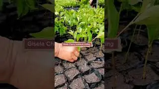 Two Ways To Cultivate Gisela Cherry Rootstock #satisfying #shot