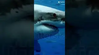 ikan predator #ikan #fish #fishing #fishingvideo #fishinglife #ikanpredator #seafish #sea