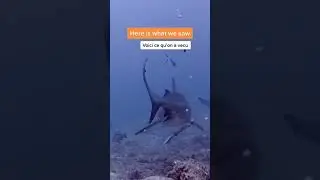 🦈🦈🦈 #diving #sharkdiving #sharkecology #moroccan #adventure #travel #maroc