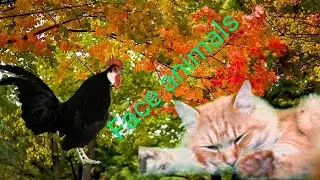 Animals silver fur catshort,short-legged Bantam chicken