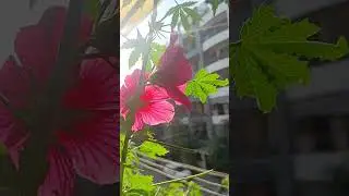 #surreal #surrel flower