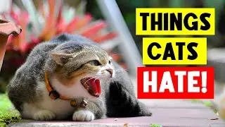 11 THINGS CATS HATE and You Should AVOID 😾