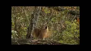 Ruffed Grouse Drumming : The most amazing bird sound in the world #grousemountain #birds