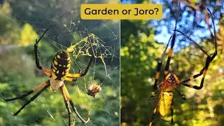 Joro Spider or Garden Spider? How to Tell Them Apart