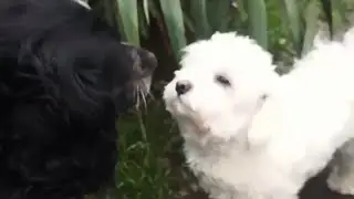 Moments from the life of a cute Maltese dog a little cloud or a bear