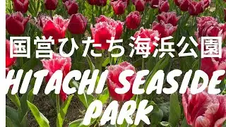 Hitachi Seaside park - A beautiful place to visit in Japan
