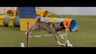 Miko - Agility League.  1/31/26
