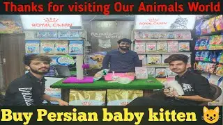 Thanks for visiting Our Animals World From Faslbad Clint vizt Our outlet & Buy Persian baby kitten