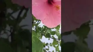 Pre irma