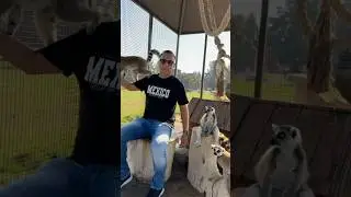 Lemur Encounter 🐒