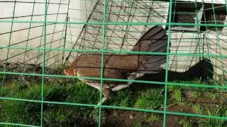 Billy Hatch pullet