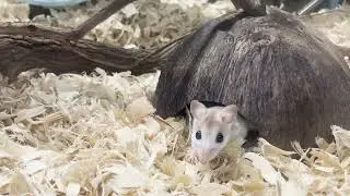 Perdido Key beach mice