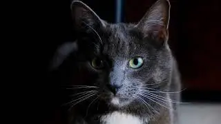Meditate by watching ANIMALS