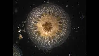 Planula 170322 01