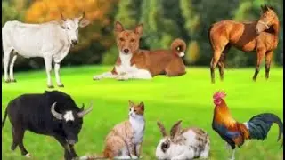 Farm Animal Food & SoundsAnimals: Dog, Sheep, Rabbit, Cat, Buffalo, Chicken, Duck, Pig, Goat.