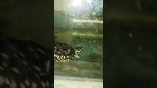 Black pond turtle 🐢🤩🥰 #turtle .....