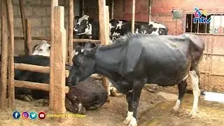 Limuru: Dairy farmers to benefit from Sh.145 million Milk UHT Plant by World Bank