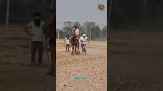 horse racing video 😨 #horselover #punjabi #subscribe #trending #shorts