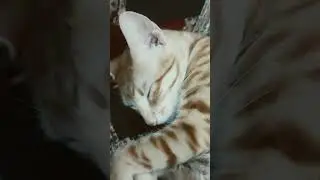 Goldy sleep time is going on.... || @Cat Lovers #shorts #cat #catperson