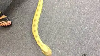 RC Rattlesnake from Wild Creations