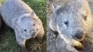 Adorable Wombat Playing In Zoo 🐨🐨🐨🐨🐨🐨