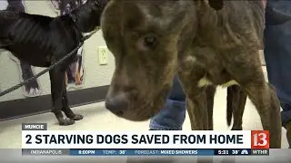 2 starving dogs removed from home