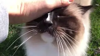 Коты-рэгдоллы Чарли и Тригг на улице в апреле 2018 года после BlogPaws | дискеты