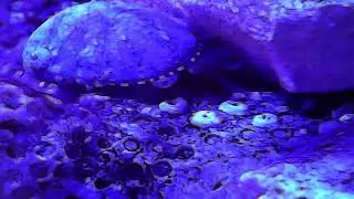 Stomatella Snail (Stomatella spp.) up close