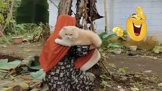 Tahan Tawa! Kabur di ajak Pulang, Emak Marah Bawa sapu Paksa kucing Pulang/kompilasai kucing Lucu
