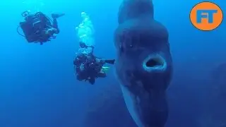 Top 8 Peces Monstruosamente Grandes - FULL TOPS