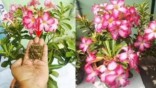 Taburkan Teh ini ke pot Adenium Langsung Berbunga Lebat mekar Sepanjang Tahun