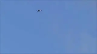 Baltsvlucht van een Watersnip