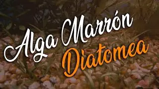 🌀 ALGA MARRÓN DIATOMEA (CAUSA Y SOLUCION)