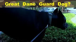 Are Great Dane Good Guard Dogs?