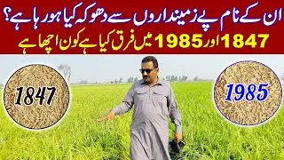 PB 1847 | PB 1985 rice crop in Pakistan | rice farming in🇵🇰 | Paddy farming in🇵🇰 | agriculture in 🇵🇰