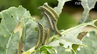 Large white butterfly caterpillars eating broccoli leaves, with small white caterpillars