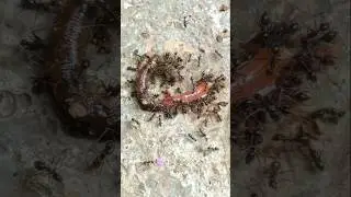 Ants and Earthworm 🪱 #jwildlifetv