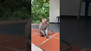 Omg😳 This baby monkey needs food🐒