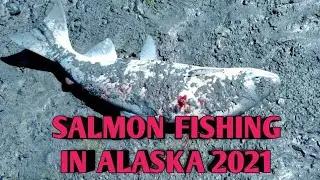 SALMON FISHING IN ALASKA 2021