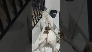 Pit Monster mamute de 70 kg conhecendo sua namorada Kiara  #americanbully#cachorrogigante