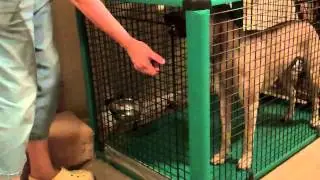 Clara's Superstitious Behavior (Crate)